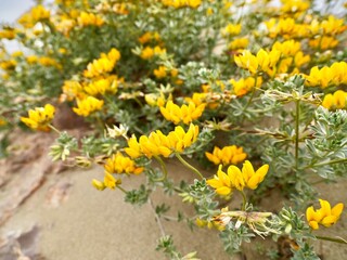 Obraz premium Flowers of bird's-foot trefoils, bacon-and-eggs, deervetches (Lotus creticus), on a sand dune, Mediterranian cost of Spain, El Grao de Castellon, Valencia, Spain
