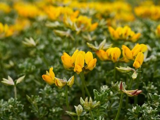 Flowers of bird's-foot trefoils, bacon-and-eggs, deervetches (Lotus creticus), on a sand dune, Mediterranian cost of Spain, El Grao de Castellon, Valencia, Spain