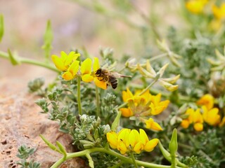 Flowers of bird's-foot trefoils, bacon-and-eggs, deervetches (Lotus creticus), on a sand dune,...