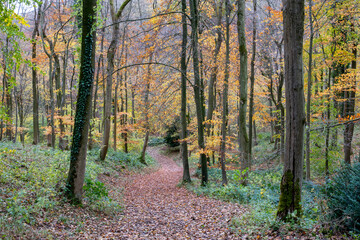 autumn in the woods