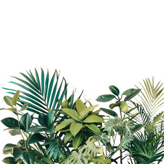 Various tropical plants contrast against a transparent background