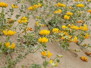 Flowers of bird's-foot trefoils, bacon-and-eggs, deervetches (Lotus creticus), on a sand dune, Mediterranian cost of Spain, El Grao de Castellon, Valencia, Spain