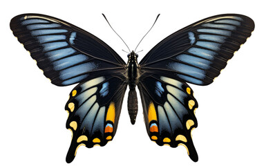 A striking black and yellow butterfly gracefully flutters against a serene white background