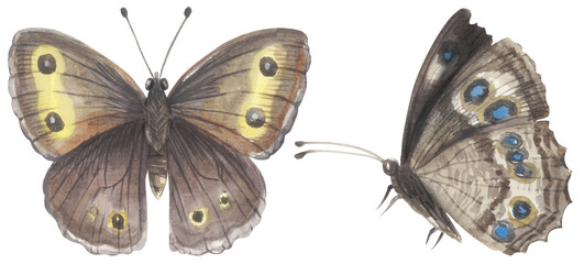 Common Wood-Nymph Butterfly. Watercolor hand drawing painted illustration.