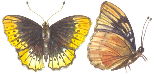 Diana Fritillary Butterfly. Watercolor hand drawing painted illustration.