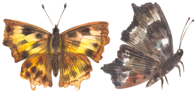 Eastern Comma Butterfly. Watercolor hand drawing painted illustration.