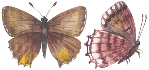 Eastern Pine Elfin Butterfly. Watercolor hand drawing painted illustration.
