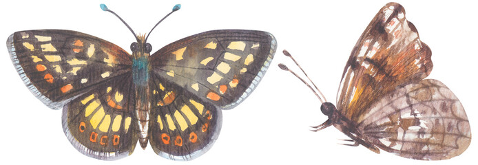 Field Crescent Butterfly. Watercolor hand drawing painted illustration.