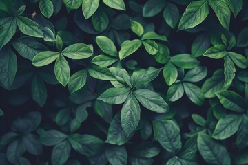 Mesmerizing Verdant Foliage:A Captivating Nature Backdrop for Wellness,Tranquility,and Eco-Inspired Imagery - obrazy, fototapety, plakaty