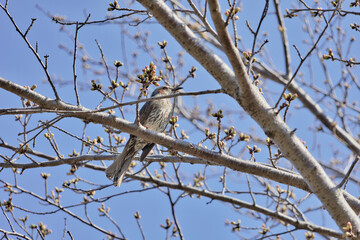 桜の木とヒヨドリ