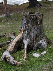 stump in the forest