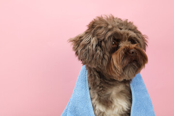 Cute Maltipoo dog with towel on pink background, space for text. Lovely pet