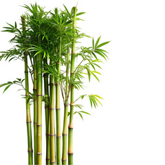 bamboo tree on transparent background