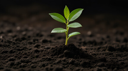 New seedling growing in dark soil with space for text earth day or nature background image Place for adding text or design.generative.ai - obrazy, fototapety, plakaty