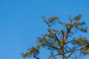 松の木と青空