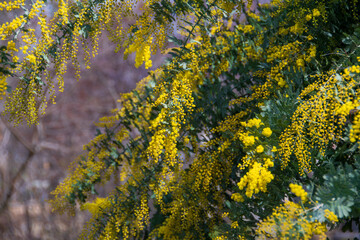 美しいミモザの花が咲きました