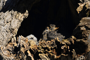 Female Great Horned owl with baby owlet sitting on nest in a tree cavity enjoying the morning sun