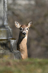 Alert urban wildlife a photograph of a White-tailed Deer in a cemetery 