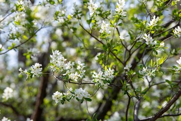 大船フラワーセンター2024年3月