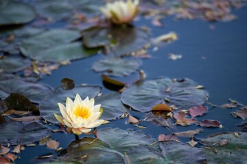 大船フラワーセンター2024年3月