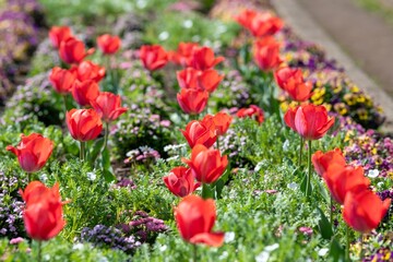 大船フラワーセンター2024年3月