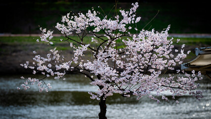 Cherry Blossom