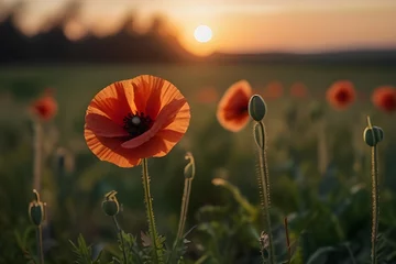Foto op Aluminium Beautiful nature background with red poppy flower poppy in the sunset in the field. Remembrance day, Veterans day, lest we forget concept. Generative AI © Ghulam