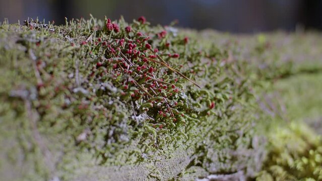 Colorful Cladonia floerkeana AKA Devil's Matchsticks Lichen. Mushrooms and moss in the wild close-up. Poisonous plants in nature.
Devil's flowers and shamanic medicine.