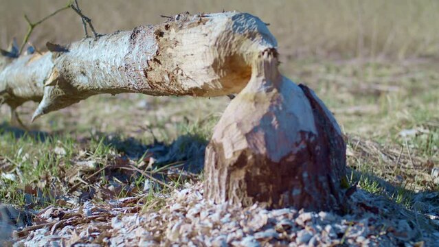 Tree felled by beaver. Beaver gnawed tree. Tree trunk with bite marks of beavers. Beaver bite marks on a trunk of a tree. Damaged wood by a bobber. Beaver gnaw tree (aspen). Nibbled by European beaver