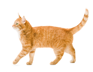 ginger cat walks on a white isolated background