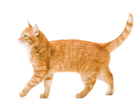 ginger cat walks on a white isolated background