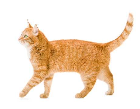 ginger cat walks on a white isolated background