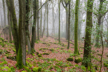 misty woodland