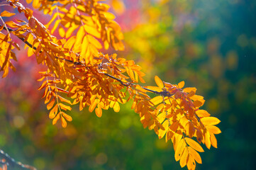 Vibrant shades of red, orange and yellow on tree leaves The glowing effect created by solar...