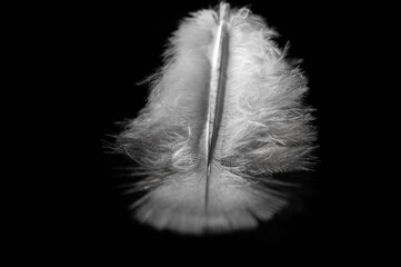 Capture the intricate details of bird feathers in stunning close-up photos. Explore the beauty and...