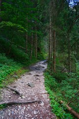 path in the forest