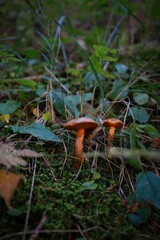 mushrooms in the forest