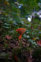 mushrooms in the forest