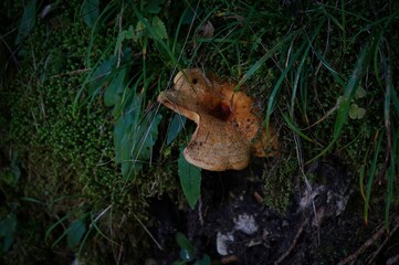 mushroom in the forest