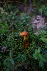 mushrooms in the forest
