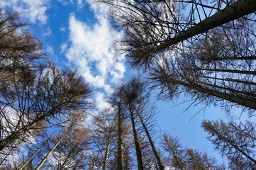 trees and sky
