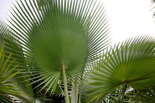 close-up of Corypha umbraculifera (Talipot palm) leaves