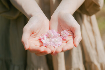 手のひらの乗せた桜の花
