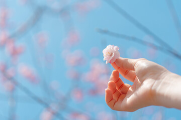 手のひらの乗せた桜の花
