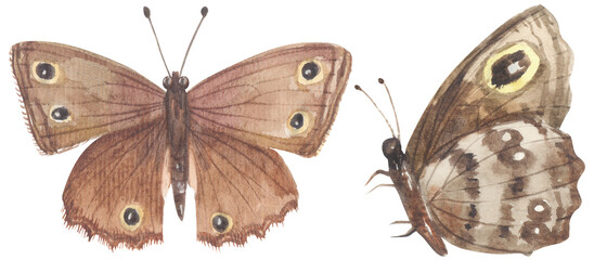 Great Basin Wood-Nymph Butterfly. Watercolor hand drawing painted illustration.
