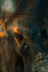 Details of the face and eyes of a Thai elephant from a very close distance. Elephant's Eye Closet...