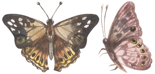 Hackberry Emperor Butterfly. Watercolor hand drawing painted illustration.
