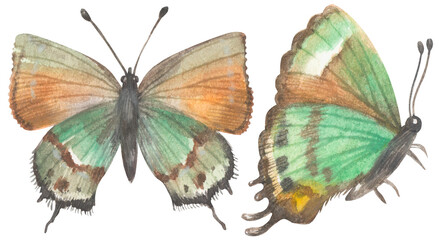 Juniper Hairstreak Butterfly. Watercolor hand drawing painted illustration.
