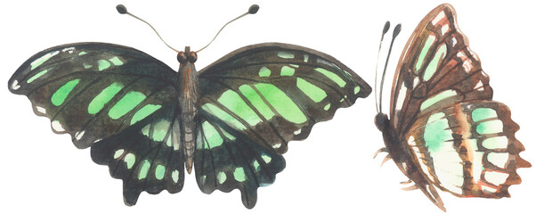 Malachite Butterfly. Watercolor hand drawing painted illustration.