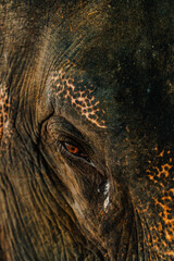 Details of the face and eyes of a Thai elephant from a very close distance. Elephant's Eye Closet...